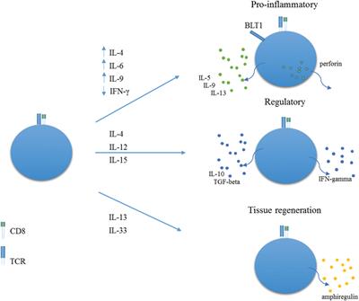 Human CD8+ T Cells in Asthma: Possible Pathways and Roles for NK-Like Subtypes